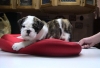 Dearest and best English bulldog puppies