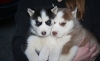 Adorable and healthy cute Siberian husky puppies for sale